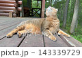 ログハウスのウッドデッキでくつろぐキジトラ猫 ログハウスのウッドデッキでくつろぐキジトラ猫 143339729