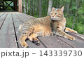ログハウスのウッドデッキでくつろぐキジトラ猫 ログハウスのウッドデッキでくつろぐキジトラ猫 143339730