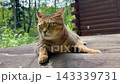 ログハウスのウッドデッキでくつろぐキジトラ猫 ログハウスのウッドデッキでくつろぐキジトラ猫 143339731
