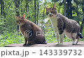 ウッドデッキをパトロールするキジトラ猫とサバトラ猫 ウッドデッキをパトロールするキジトラ猫とサバトラ猫 143339732