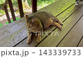 ログハウスのウッドデッキでくつろぐキジトラ猫 ログハウスのウッドデッキでくつろぐキジトラ猫 143339733