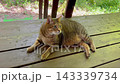 ログハウスのウッドデッキでくつろぐキジトラ猫 ログハウスのウッドデッキでくつろぐキジトラ猫 143339734