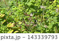 草にとまるトンボ 草にとまるトンボ 143339793