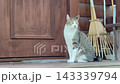 ログハウスのウッドデッキでパトロールするサバトラ猫 ログハウスのウッドデッキでパトロールするサバトラ猫 143339794