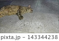 Tabby Cat Resting Comfortably on Tiled Terrace Floor 143344238