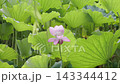 A Delicate Pink Lotus Flower Blooming Amidst Large Green Lily Pads in a Pond. 143344412