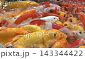 Colorful Koi Fish Feeding In Crowded Pond Close-Up With Vibrant Yellow, Orange And Black Patterns 143344422