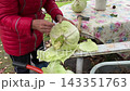 Woman removing damaged outer leaves from a freshly harvested cabbage in a rural garden 143351763