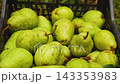 The farmer's hands put ripe pears just picked from the tree into a box. 143353983