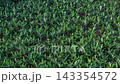 High overhead drone shot showing dense rows of green banana plants on a tropical plantation. 143354572