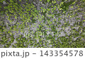 Forest canopy viewed from above. Trees in green and white patterns. Natural textures show depth and scale 143354578