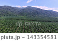 Vast palm plantation stretches under bright blue sky. Rows of green palms grow in perfect order at foot hill of Gunung Ledang 143354581