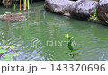 Garden pond water ripples beside mossy rocks as small stream begins flowing from stone edge. Lily pads and purple water lilies float nearby, adding calm detail to natural setting. Water moves over 143370696