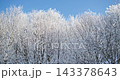 Melting rime ice and snow falling from treetops 143378643
