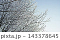 Winter tree branches covered with snow and frost 143378645