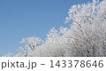 White hoarfrost covering tree branches against blue sky 143378646