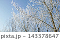 Frozen tree branches covered in hoarfrost 143378647