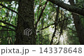 Sun shining through a deep pine forest with light rays 143378648