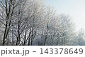 Winter trees covered with snow panning up to clear blue sky 143378649