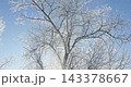Bare tree covered in snow on a sunny winter day 143378667