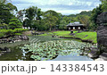 原島津家族玉裡宅邸花園，俯瞰池塘對面的茶室，池塘裡有大石頭和睡蓮。 143384543