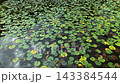 池塘水面上簇簇生長著綠色的睡蓮葉子。 143384544