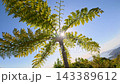 Amami Oshima: Slow motion capture of the leaves of the Cyathea spinulosa tree against the blue sky, translucent in the backlight. 143389612