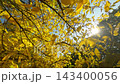 Golden autumn leaves falling from a tree in warm sunlight, captured in super slow motion with gentle camera movement, creating a cinematic seasonal nature background footage for film. 143400056