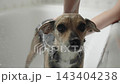 A woman washes small obedient dog in the bathtub 143404238