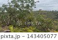 Footage of a Sulphur Crested Cockatoo sitting in a tree in the scenic landscape and forestry of Sassafras Gully in the town of Springwood in the Blue Mountains in New South Wales, Australia. 143405077
