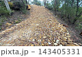 Footage of a rocky dirt track and surrounding forestry and telephone lines on the edge of Sassafras Gully in the regional town of Springwood in the Blue Mountains in New South Wales, Australia 143405331