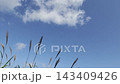 Minimalist background material featuring swaying pampas grass and flowing clouds. 143409426