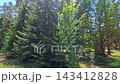 Sunlit Pine Forest with Tall Green Trees Under Blue Sky 143412828