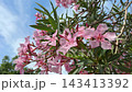Oleander nerium bush pink blooms. 143413392