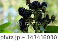 A bunch of ripe blackberries on a blurred background of the garden. 143416030