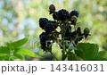 The top of the branch of ripe blackberries. 143416031
