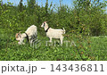 Two White Goats Grazing in a Green Meadow 143436811