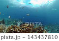Underwater sea fish. Tropical fishes and coral reef underwater. Philippines. 143437810