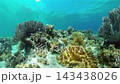 Tropical fishes and coral reef at diving. Underwater world with corals and tropical fishes. 143438026