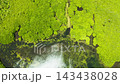 Mangrove rainforest with green trees in the sea water, aerial view. Tropical landscape with mangrove grove. 143438028