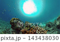 Tropical fishes and coral reef, underwater footage. Seascape under water. Philippines. 143438030