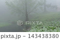 Meifeng Farm is shrouded in mist, with tranquil and ethereal scenery reflected in its mountain ponds. 143438380
