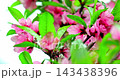 The magnificent spring scenery of plum blossoms with white branches and green leaves at Meifeng Farm in Nantou, Taiwan. 143438396