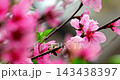 The magnificent spring scenery of plum blossoms with white branches and green leaves at Meifeng Farm in Nantou, Taiwan. 143438397