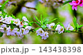 The magnificent spring scenery of plum blossoms with white branches and green leaves at Meifeng Farm in Nantou, Taiwan. 143438398