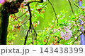 The magnificent spring scenery of plum blossoms with white branches and green leaves at Meifeng Farm in Nantou, Taiwan. 143438399