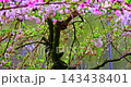 The magnificent spring scenery of plum blossoms with white branches and green leaves at Meifeng Farm in Nantou, Taiwan. 143438401