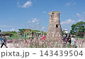 Cheomseongdae Observatory Surrounded by Purple Flowers in Autumn, Gyeongju, South Korea 143439504