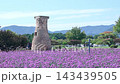 Cheomseongdae Observatory Surrounded by Purple Flowers in Autumn, Gyeongju, South Korea 143439505