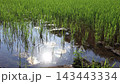 日本の原風景である横浜市内に残る「寺家ふるさと村」の夏に田んぼへに太陽の反射 143443334